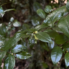Rhamnus diffusa