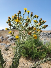 Heterotheca grandiflora
