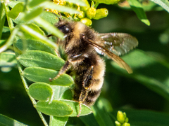 Bombus terricola
