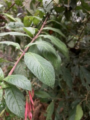 Fuchsia hirtella