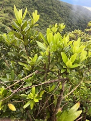 Pimenta racemosa
