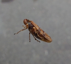 Aphrophora