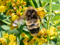 Bombus terricola