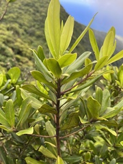 Pimenta racemosa