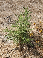 Dittrichia graveolens