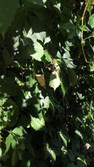 Parthenocissus inserta