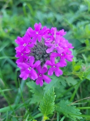 Glandularia canadensis
