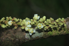 Paullinia