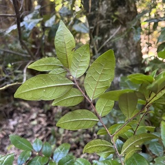 Rhamnus diffusa