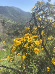 Adesmia confusa