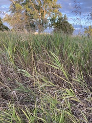 Bromus inermis