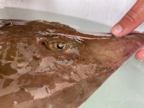 Longnose skate (Raja rhina) — Rajidae — 3