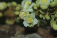 Paullinia