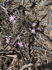 Olearia magniflora