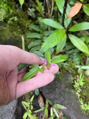 Desmodium incanum