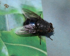 Calliphora quadrimaculata