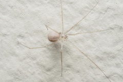 Spermophora senoculata