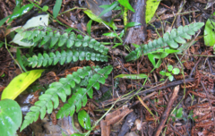 Blechnum membranaceum