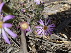 Olearia magniflora