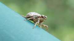Issus coleoptratus