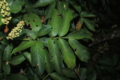 Paullinia