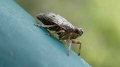 Issus coleoptratus