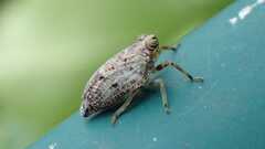 Issus coleoptratus