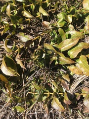 Veronica derwentiana