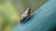Issus coleoptratus