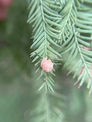 Taxodiomyia cupressiananassa