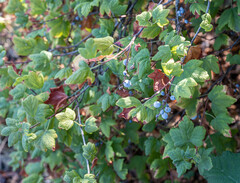Ribes sanguineum