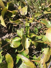 Veronica derwentiana