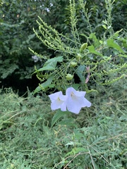 Calystegia silvatica