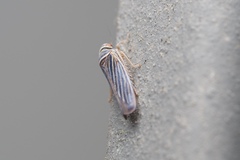 Tylozygus bifidus