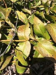 Veronica derwentiana