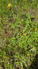 Sabatia kennedyana