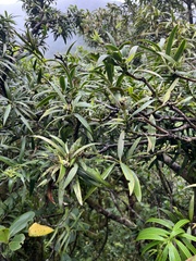 Podocarpus