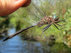Somatochlora williamsoni