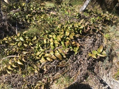 Veronica derwentiana