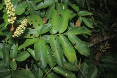 Paullinia