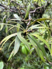 Podocarpus