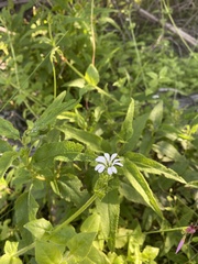 Stellaria chilensis