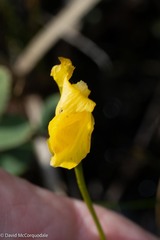 Utricularia cornuta