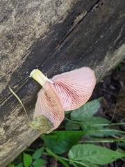 Rhodotus palmatus