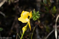 Utricularia cornuta