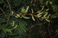 Paullinia