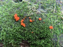 Hemitrichia decipiens