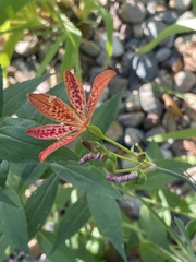 Iris domestica