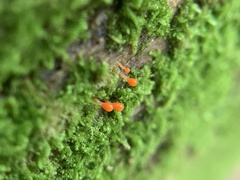 Hemitrichia decipiens