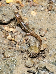 Desmognathus conanti